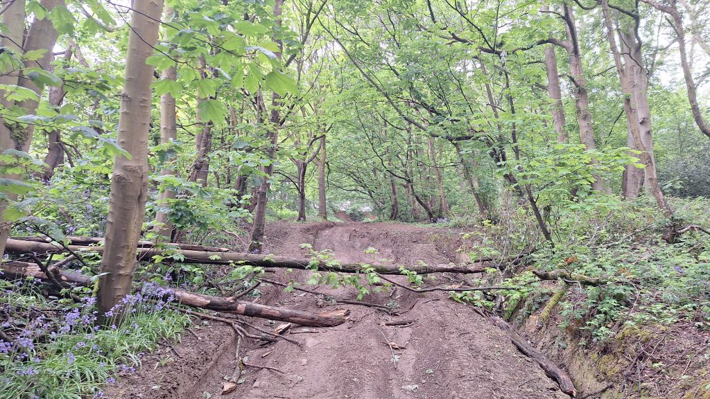 Tree blocking a woodland path with bluebells symbolising stress, reflection and new perspective