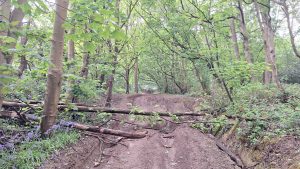 Tree blocking a woodland path with bluebells symbolising stress, reflection and new perspective